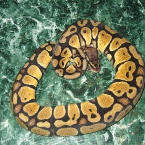 '06 Female Pastel