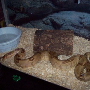 Salmon Hypo fem