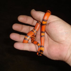 Hypo Tangarine Honduran (female)