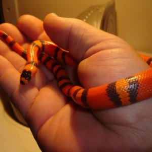 Hypo Tangarine Honduran (female)