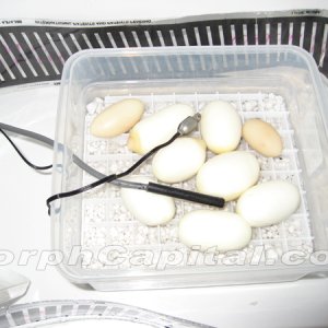 Chondro_eggs
