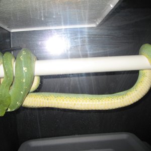 Chondro_Wierd