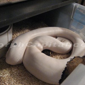 Gravid Pied
