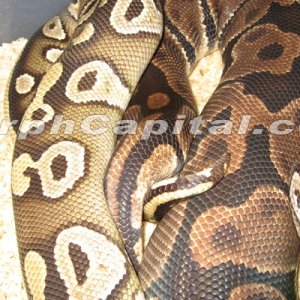 Mojave_2