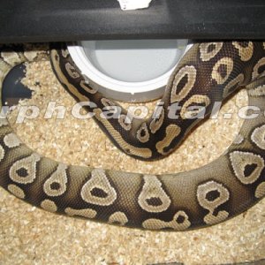 Mojave_3