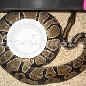 gravid_female