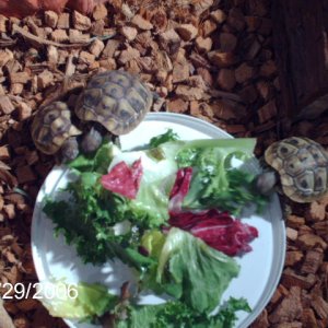 Chow time!