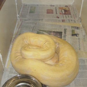 Gravid
