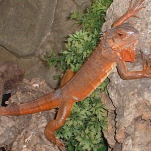 Female Red Iguana