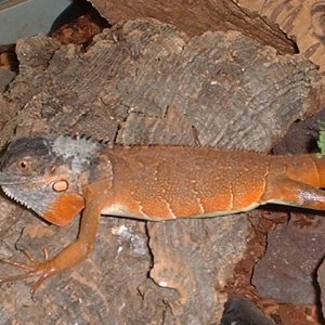 Male Red Iguana