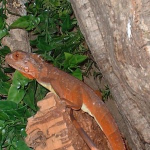 Female Red Iguana