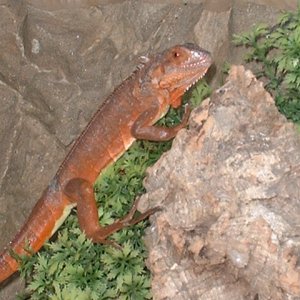 Female red Iguana