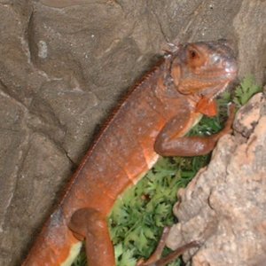 Red Iguana born in El Salvador 2006