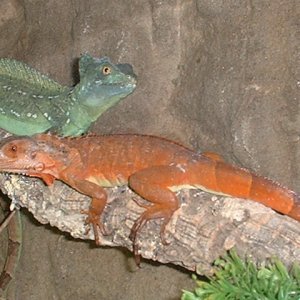 very nice Red Iguana