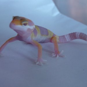 tang_albino_021