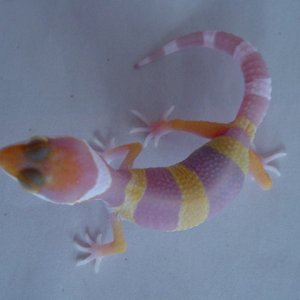 tang_albino_011
