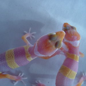 tang_albino_029