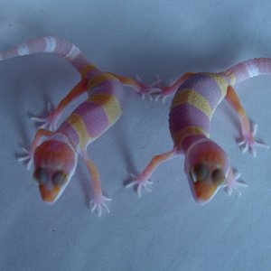 tang_albino_017