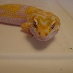 JG_albinos_014