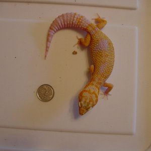 JG_albinos_022