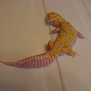 JG_albinos_015