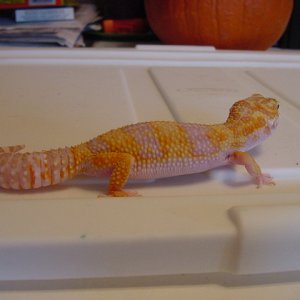 JG_albinos_008