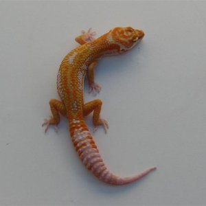 malebill_Small_