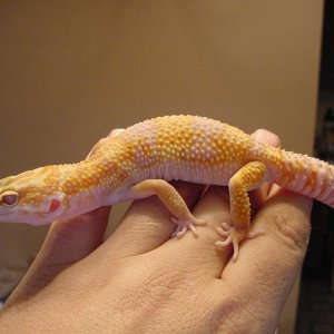 JG_albinos_009