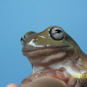 Adult_Male_Whites_Treefrog