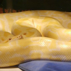 Mike_s_reptile_info_pics_050