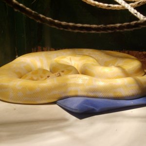 Mike_s_reptile_info_pics_049
