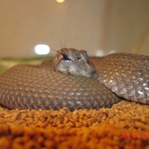 patternless atrox
