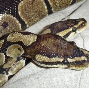 Our_two_beauties_Martha_and_Monty_Python