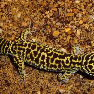 Afghanicus Adult Male