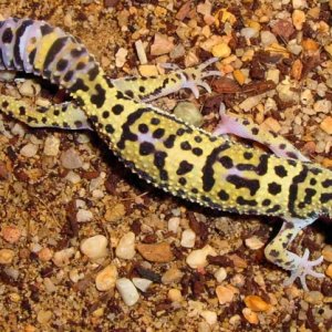 Afghanicus Juv. Female