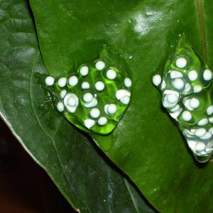 Eggs_2