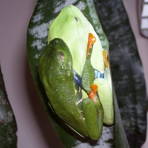 Amplexus_1