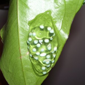 Eggs_3
