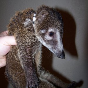 Gizmo 14 wk coati
