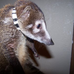14wk white nose coati