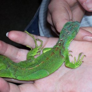 young iguana