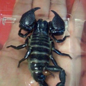 scorpion