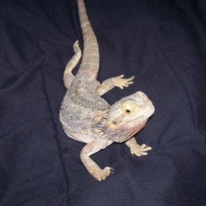female bearded dragon