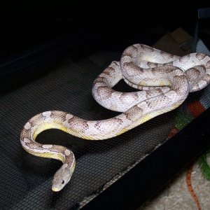 anery corn