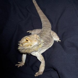 male dragon