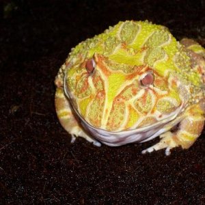albino PacMan