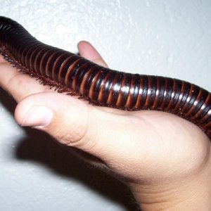 10 and1/2 inch, african millipede