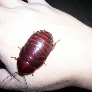 nymph roach