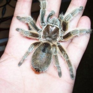 chilean rosehair