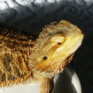 skiddish female